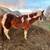 5/4/2022 Paint Stud Colt 5 thumbnail