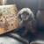Affordable Pet Sitting  $40.00 overnight, $30.00 doggie daycare. 24 thumbnail