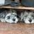 Miniature Schnauzer - Rehoming 4 thumbnail