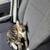Tabby cat needs forever home asap 8 thumbnail