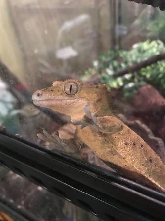 Geckos Crested an Mourning 1
