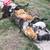 Young Barn Cats 3 thumbnail