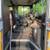 Thomas Freightliner School Bus 4 thumbnail