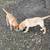 Lab puppy yellow Male 2 thumbnail