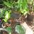ELEPHANT EARS (various types) 3 thumbnail