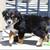 Australian Shepherd Puppy 3 thumbnail