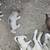 Husky puppy girls 18 thumbnail
