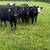 Bred Cows 9 thumbnail