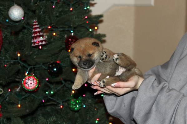 AKC Shiba Inu Puppies 1