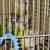 Rehoming 4 Conures 5 thumbnail