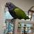 Blue headed Pionus parrot & large cage 1 thumbnail