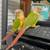 Conure pair & male zebra finch 5 thumbnail