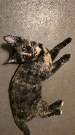 Tortie Cats (Kempner)63839343868419124