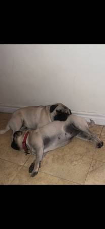 Pug$ 1