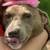 Lab mix 5 thumbnail