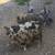 Full Blooded KuneKune Piglets for sale 10 thumbnail