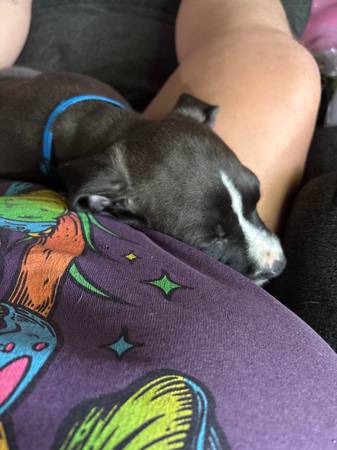 Pequeño cachorro buscando hogar (Warren)63661209697923122