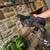 Cochin Chicken 2 thumbnail