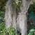 PLANT-LARGE STAG FERN IN CLAY POT 18 thumbnail