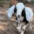Purebred *B Mini Nubian Buckling - Dam MDGA #1 in Butterfat % 1 thumbnail