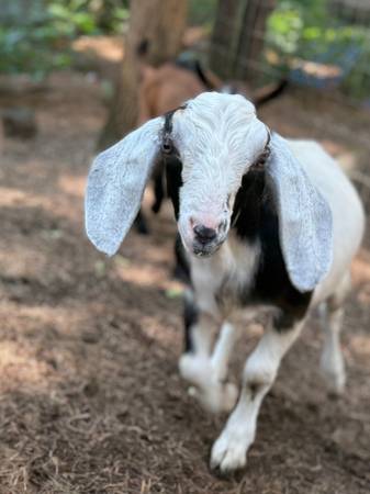 Purebred *B Mini Nubian Buckling - Dam MDGA #1 in Butterfat % 1