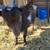 Rehoming 2 pygmy goats 3 thumbnail