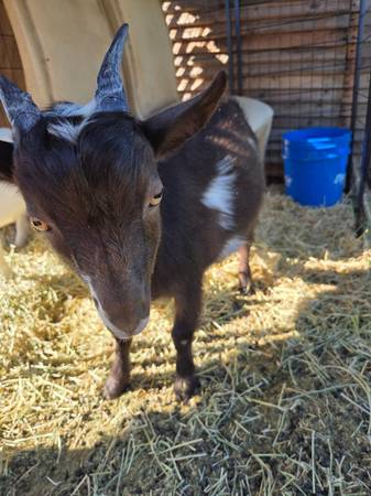 Reubicación de 2 cabras enanas (Valley Center)63841744830211122