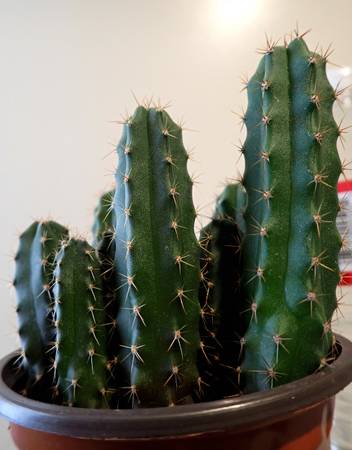 Cactus Babies - Little Pedros 1