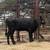 Black Heifer Calves | Heifers 9 thumbnail