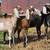 ADGA Purebred Nubian Bucks 5 thumbnail