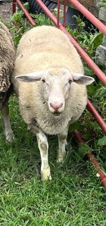 Lambs 1