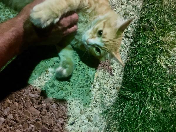 Rehoming sweet and loving cat (Tyler)64037786503041120