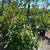 avocado , Sir prize ,steward , ,Pinkerton  , jutano  Fueter ,mexicola 14 thumbnail