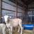 Polypay Ram Lambs 2 thumbnail