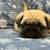 Pug puppies 4 thumbnail