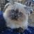 Kittens Ragdoll 4 thumbnail