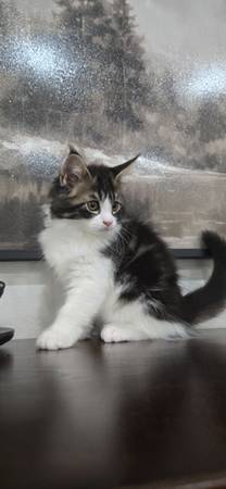Maine coon kitten cat (Mcallen)64148953124866120