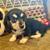 Male dachshund puppy 2 thumbnail
