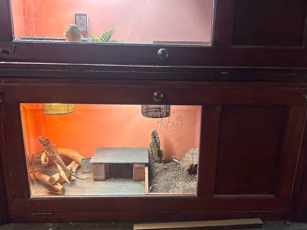 Dragón barbudo hembra (Vancouver)63616273516547121