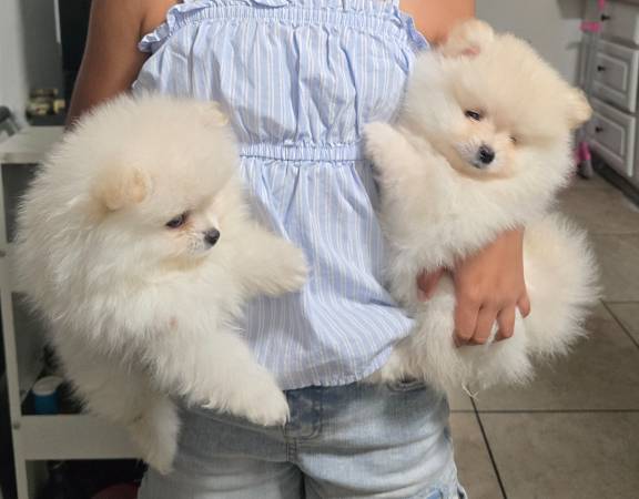 Adorable Pomeranian 1