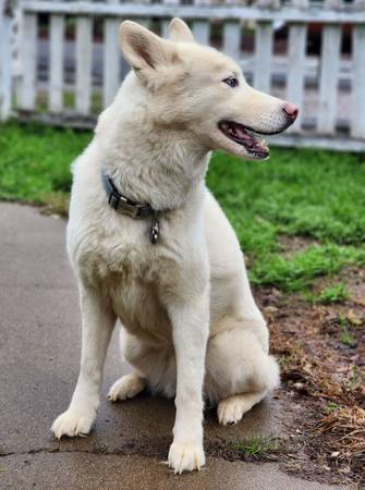 Female Siberian Husky (Carmichael)63881395664257123