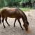 AQHA Stallion Services 1 thumbnail