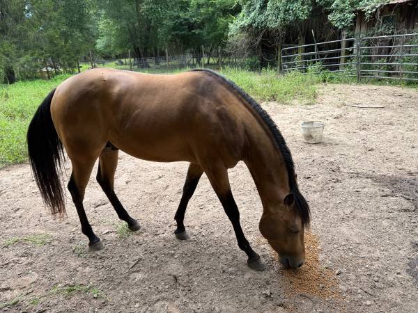 AQHA Stallion Services 1