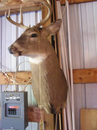 NICE TAXIDERMY MOUNTS  -  DEER, CARIBOU, ELK - $75 (ALGOMA)62957305501571120