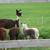 Alpacas 3 thumbnail