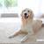 Carpet & Upholstery Cleaning You Can Trust — Homes & Businesses 22 thumbnail
