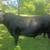 ANGUS BULL 5 thumbnail