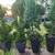 TREES 2 thumbnail