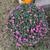 Beautiful “Pink Lavender” mums 3 thumbnail