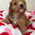 Cockapoo puppies 9 thumbnail